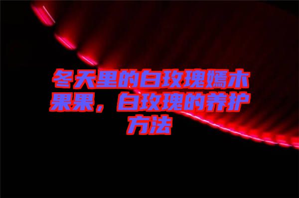 冬天里的白玫瑰嫣木果果，白玫瑰的養(yǎng)護(hù)方法