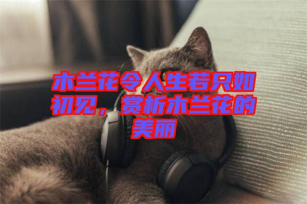 木蘭花令人生若只如初見(jiàn)，賞析木蘭花的美麗