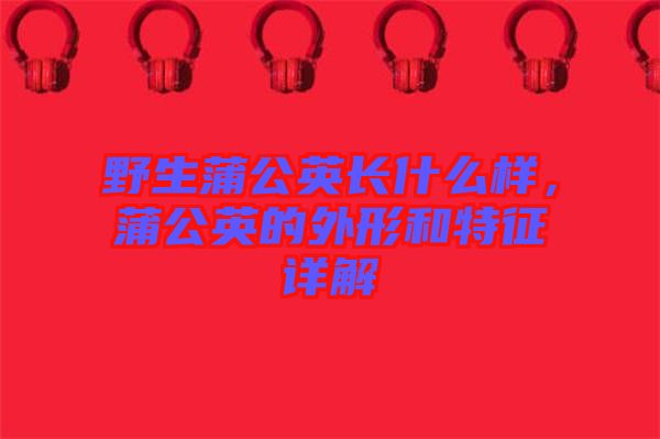 野生蒲公英長(zhǎng)什么樣，蒲公英的外形和特征詳解